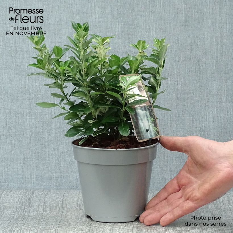 Euonymus japonicus Pierrolino - Japanese Spindle 1.5L/2L pot sample as delivered in autumn