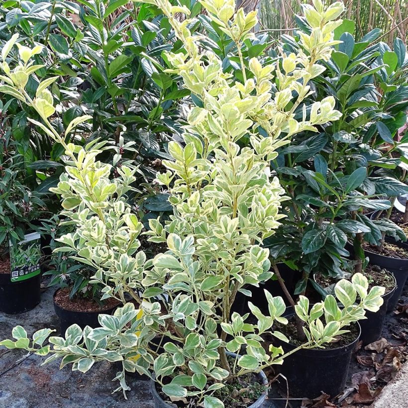 Euonymus japonicus Président Gauthier - Japanese Spindle 7.5L/10L pot sample as delivered in winter