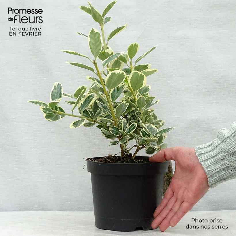 Euonymus japonicus Président Gauthier - Japanese Spindle 2L/3L pot sample as delivered in winter