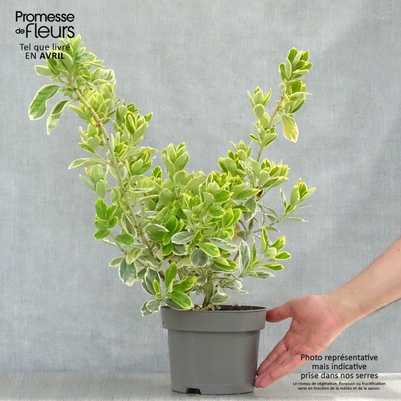 Euonymus japonicus Président Gauthier - Japanese Spindle 2L/3L pot sample as delivered in spring