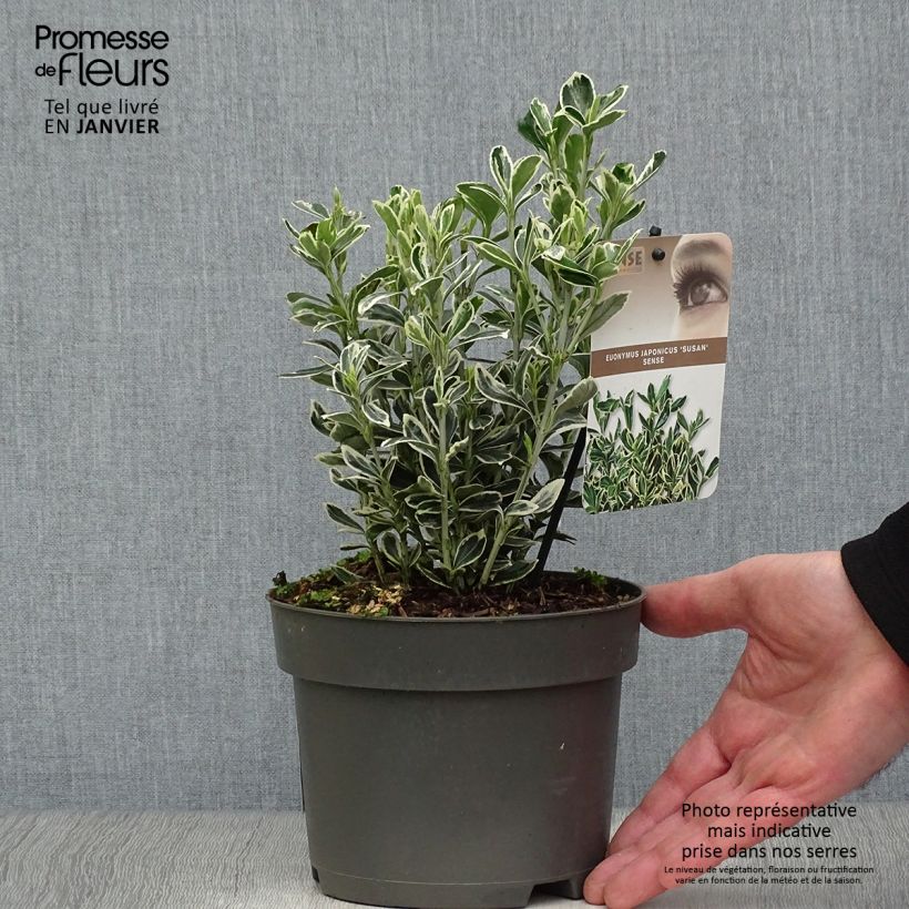 Euonymus japonicus Suzanne - Japanese Spindle 2L/3L pot sample as delivered in winter