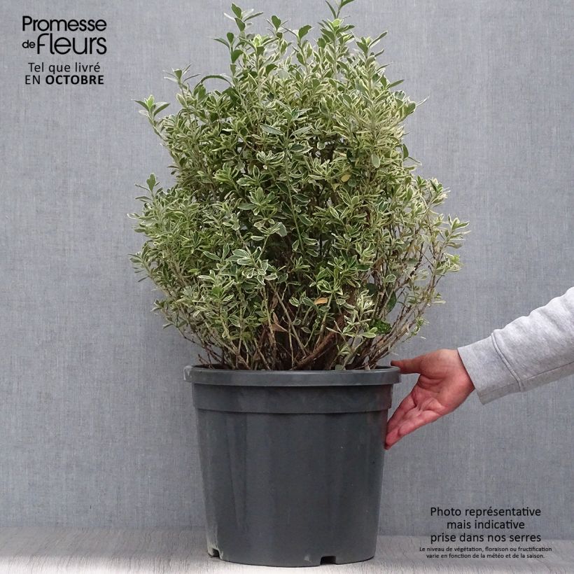 Euonymus japonicus Suzanne - Japanese Spindle 7.5L/10L pot sample as delivered in autumn