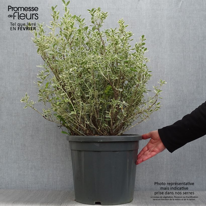 Euonymus japonicus Suzanne - Japanese Spindle 7.5L/10L pot sample as delivered in winter