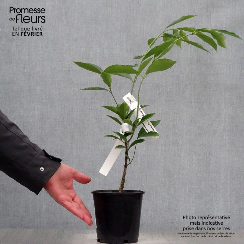 Euonymus myrianthus - Spindle 2L/3L pot sample as delivered in winter