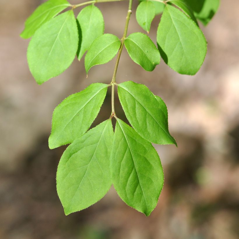 Euonymus oxyphyllus - Korean spindle tree (Foliage)
