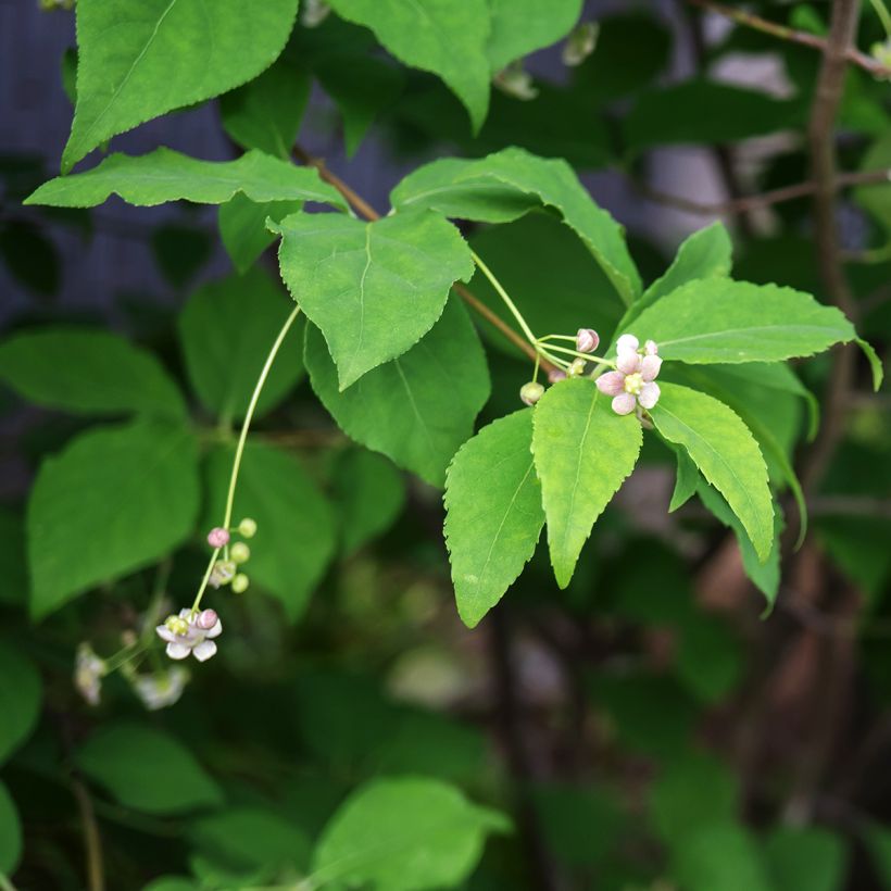 Euonymus oxyphyllus - Korean spindle tree (Flowering)