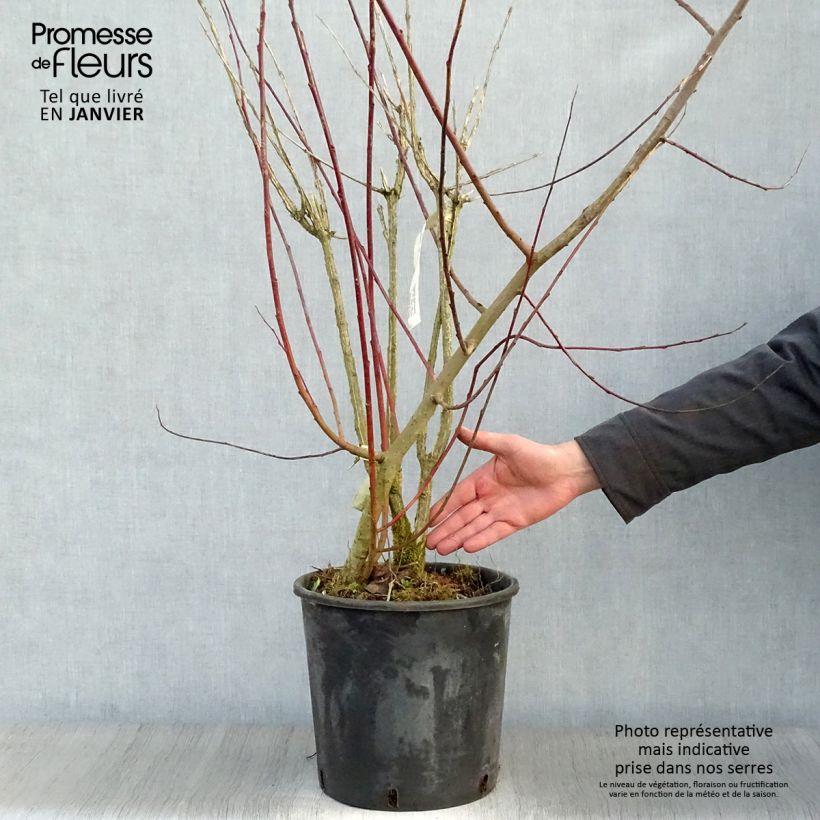 Euonymus phellomanus - Corky Spindle 7.5L/10L pot sample as delivered in winter