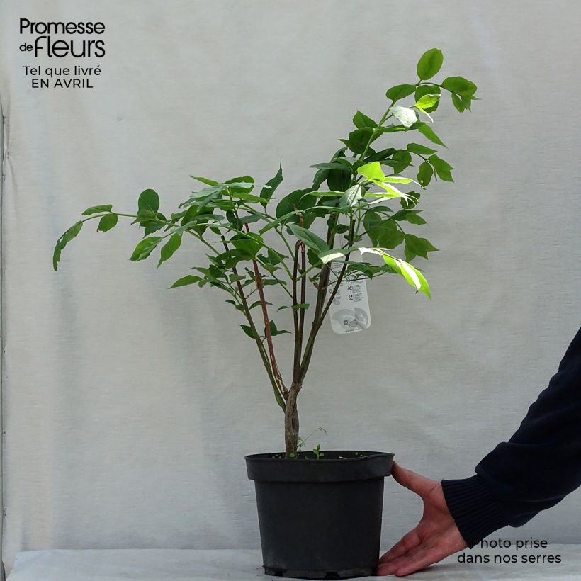 Euonymus planipes - Euonymus 2L/3L pot sample as delivered in spring