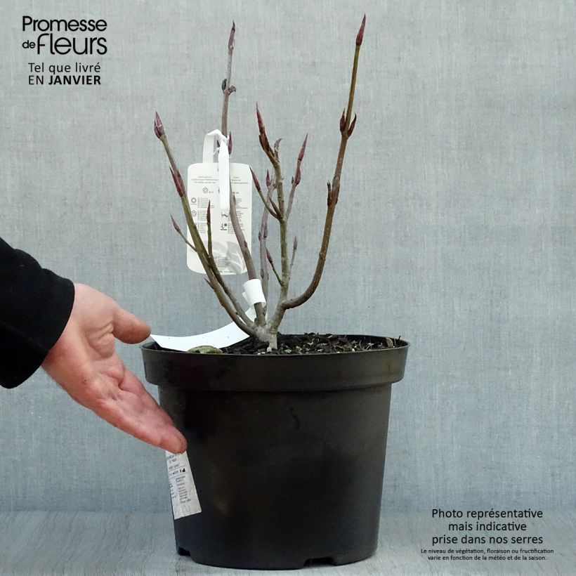 Euonymus planipes - Euonymus 7.5L/10L pot sample as delivered in winter