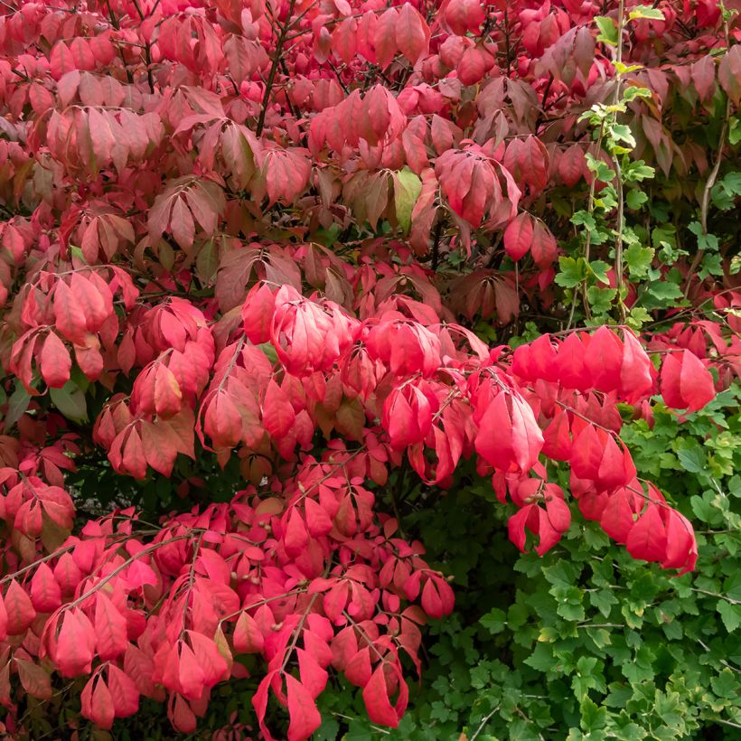 Euonymus alatus Blade Runner (Foliage)