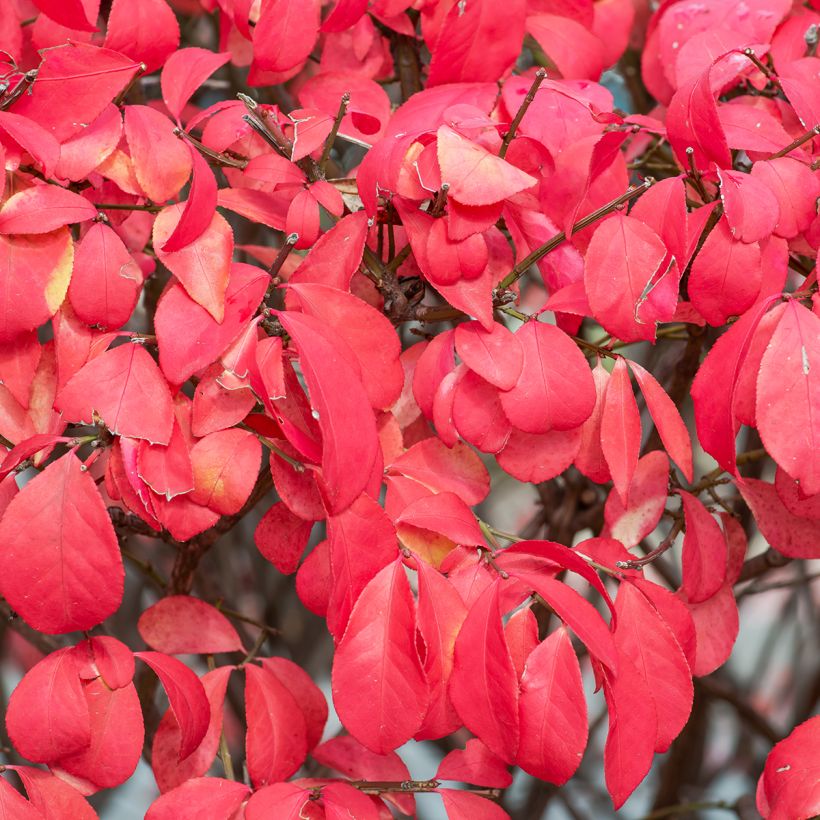 Euonymus alatus Fire Ball (Foliage)