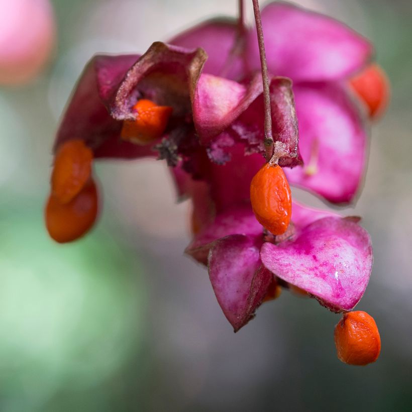 Euonymus latifolius  (Harvest)