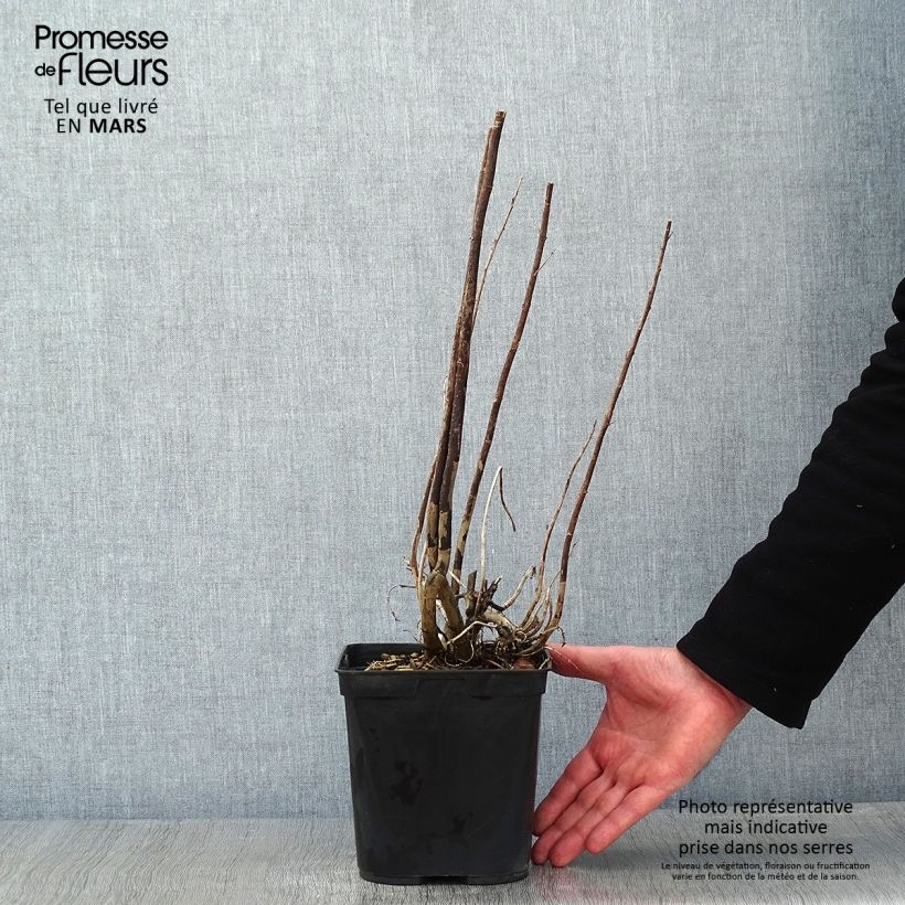 Eupatorium capillifolium Elegant Plume 2L/3L pot sample as delivered in winter
