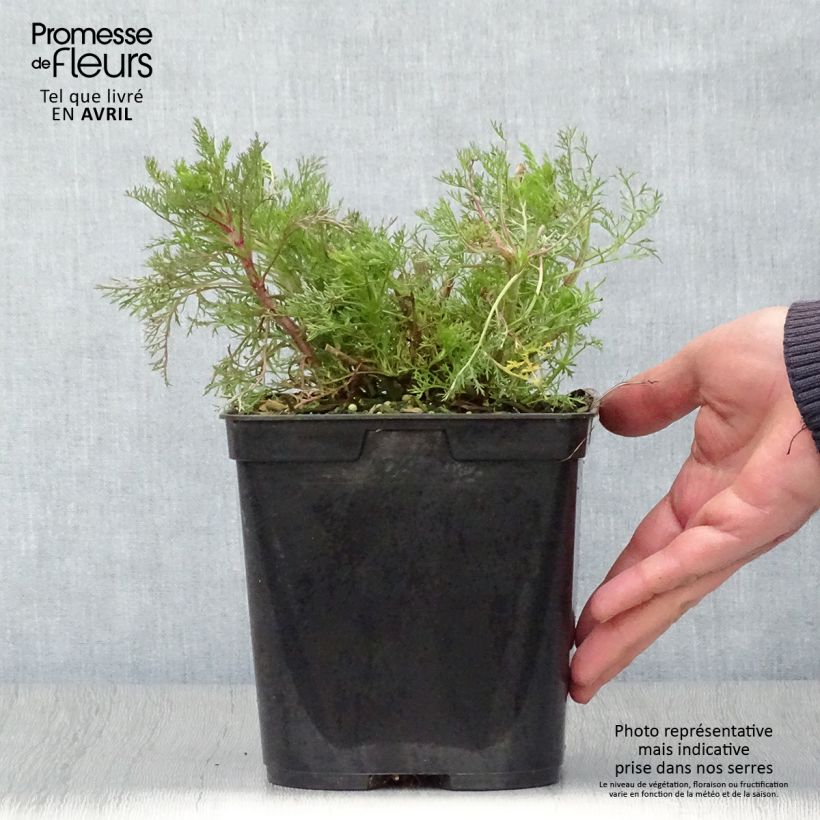 Eupatorium capillifolium Elegant Plume 2L/3L pot sample as delivered in spring