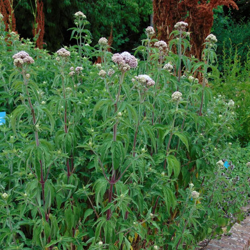 Eupatorium cannabinum Plenum (Plant habit)