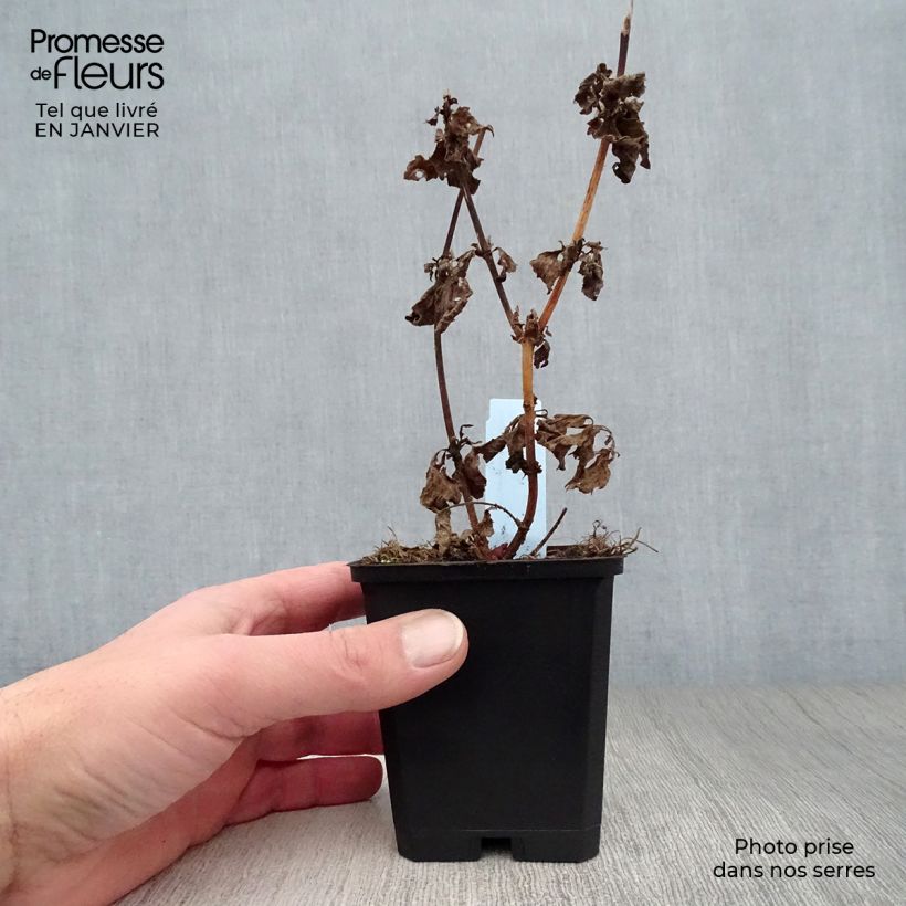 Eupatorium cannabinum Plenum 8/9 cm pot sample as delivered in winter