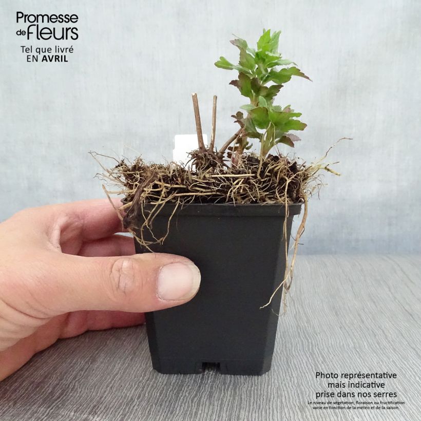 Eupatorium cannabinum Plenum 8/9 cm pot sample as delivered in spring