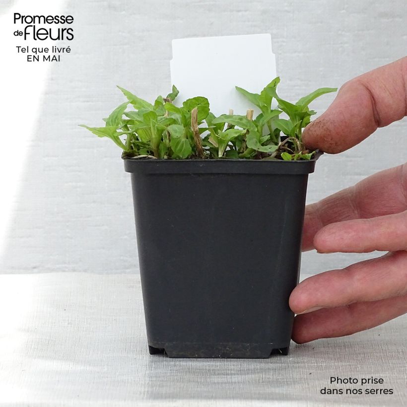 Eupatorium coelestinum 8/9 cm pot sample as delivered in spring