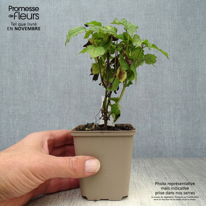 Eupatorium rugosum Lucky Melody 8/9 cm pot sample as delivered in autumn