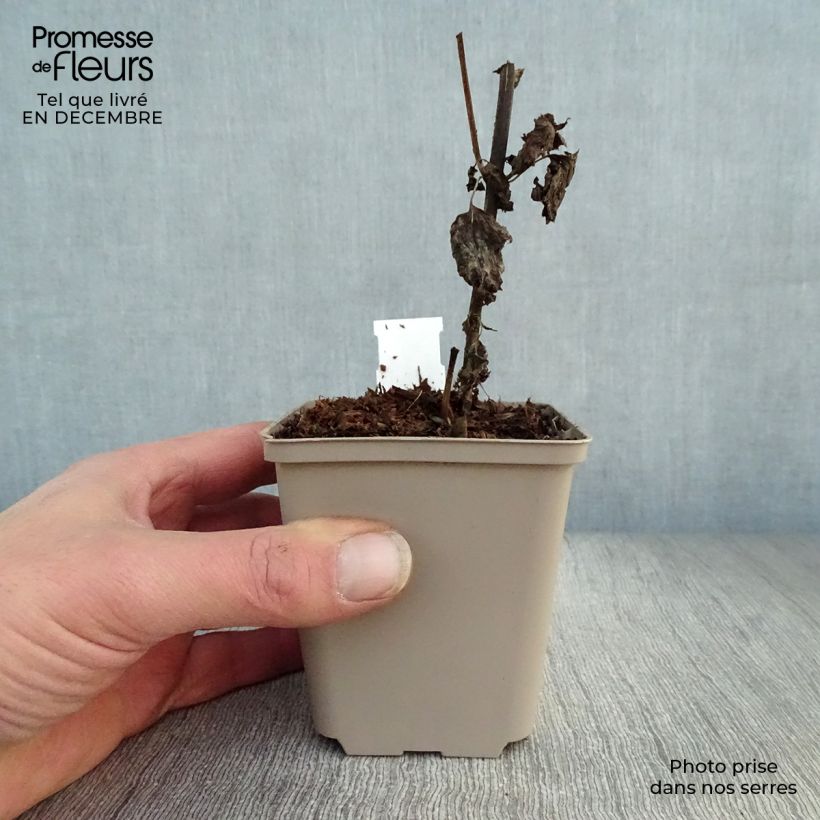 Eupatorium rugosum Lucky Melody 8/9 cm pot sample as delivered in winter