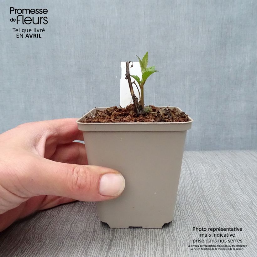 Eupatorium rugosum Lucky Melody 8/9 cm pot sample as delivered in spring