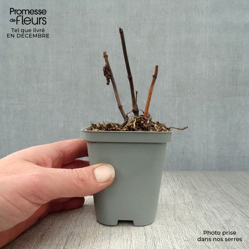 Eupatorium maculatum Atropurpureum 8/9 cm pot sample as delivered in winter