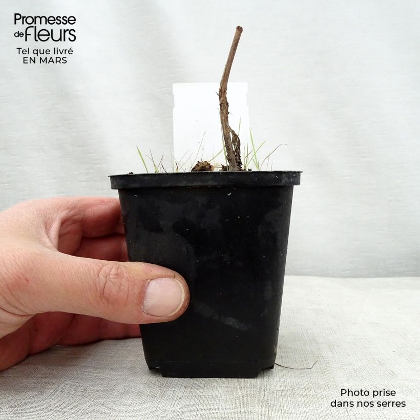 Eupatorium maculatum Purple Bush 8/9 cm pot sample as delivered in spring