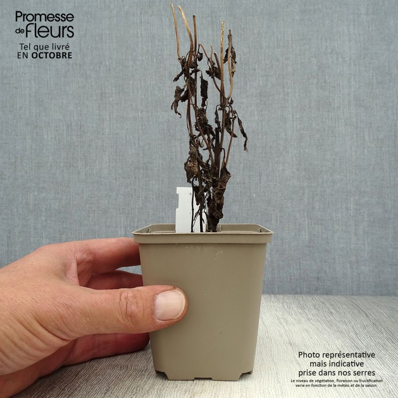 Eupatorium maculatum Purple Bush 8/9 cm pot sample as delivered in autumn