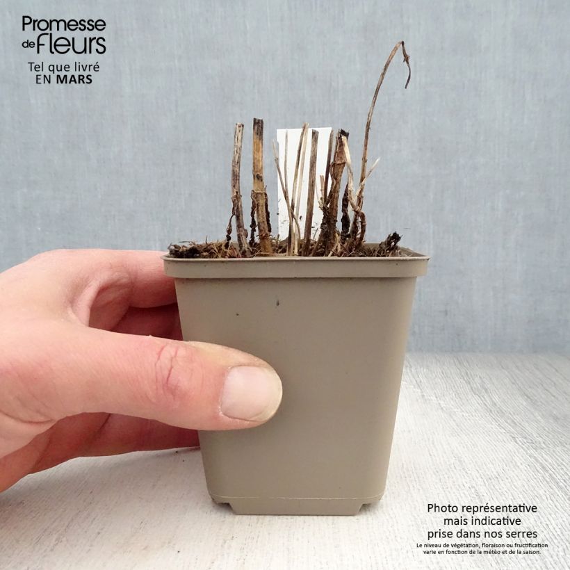 Eupatorium perfoliatum 8/9 cm pot sample as delivered in spring