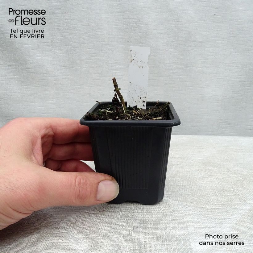 Eupatorium rugosum Chocolate 8/9 cm pot sample as delivered in winter