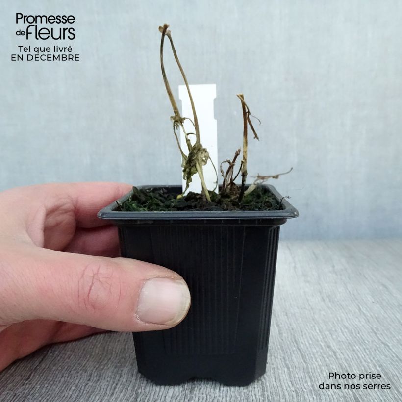 Eupatorium rugosum 8/9 cm pot sample as delivered in winter