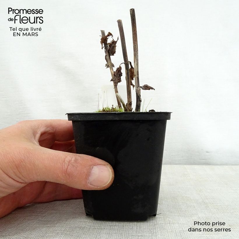 Eupatorium rugosum Braunlaub 8/9 cm pot sample as delivered in spring