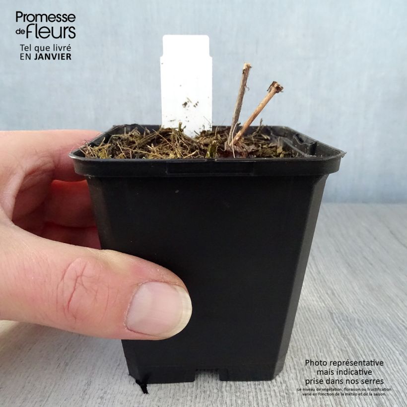 Eupatorium rugosum Braunlaub 8/9 cm pot sample as delivered in winter