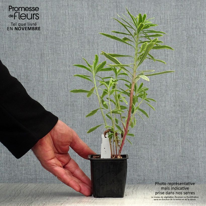 Euphorbia martinii Ascot Rainbow - Spurge 8/9 cm pot sample as delivered in autumn