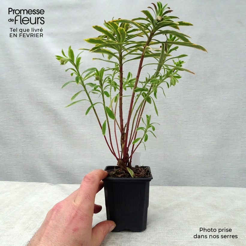 Euphorbia martinii Ascot Rainbow - Spurge 8/9 cm pot sample as delivered in winter