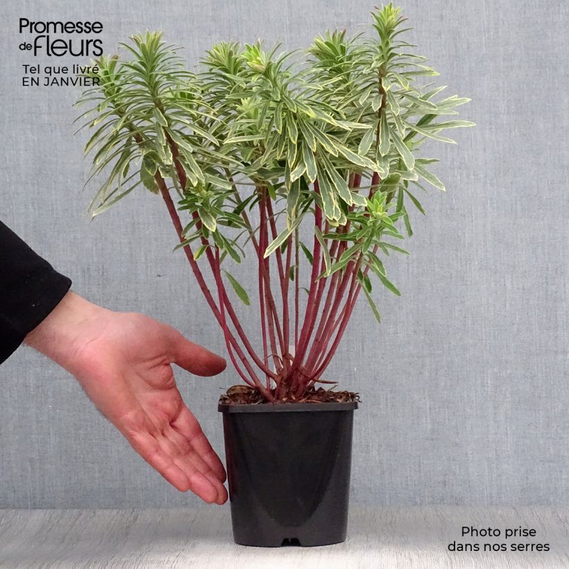 Euphorbia martinii Ascot Rainbow - Spurge 1.5L/2L pot sample as delivered in winter