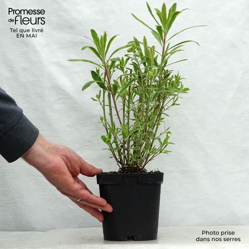 Euphorbia martinii Ascot Rainbow - Spurge 1.5L/2L pot sample as delivered in spring