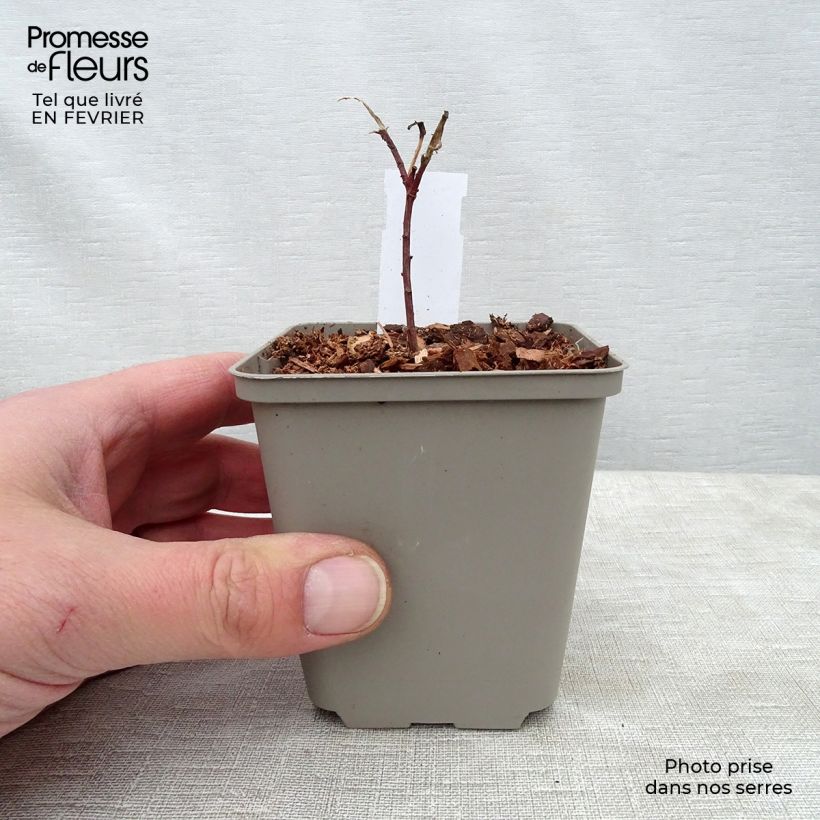 Euphorbia cornigera - Spurge 8/9 cm pot sample as delivered in winter