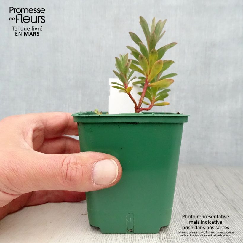 Euphorbia nicaeensis - Spurge 8/9 cm pot sample as delivered in spring