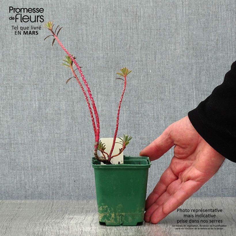 Euphorbia nicaeensis - Spurge 8/9 cm pot sample as delivered in winter