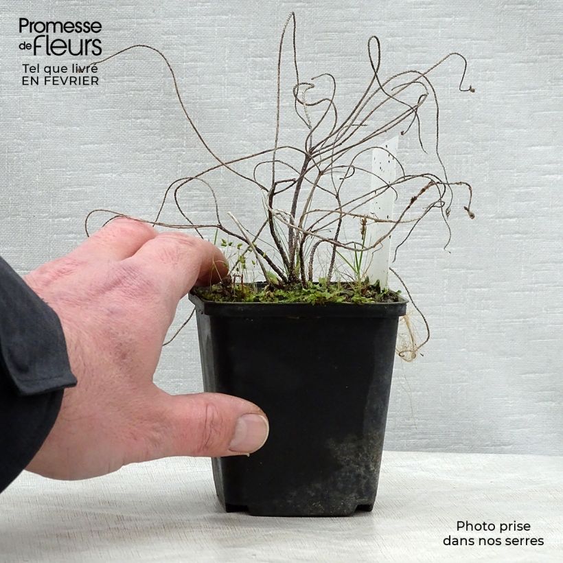 Euphorbia cyparissias - Spurge 8/9 cm pot sample as delivered in winter