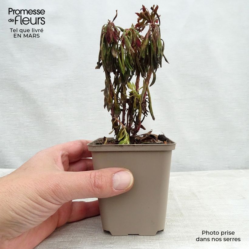 Euphorbia pseudovirgata Redwing Charam - Spurge 8/9 cm pot sample as delivered in spring
