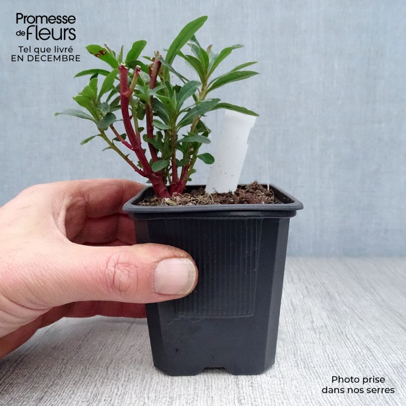 Euphorbia amygdaloides Purpurea - Spurge 8/9 cm pot sample as delivered in winter