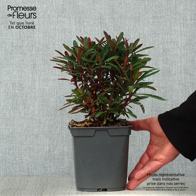 Euphorbia amygdaloides Purpurea - Spurge 2L/3L pot sample as delivered in autumn