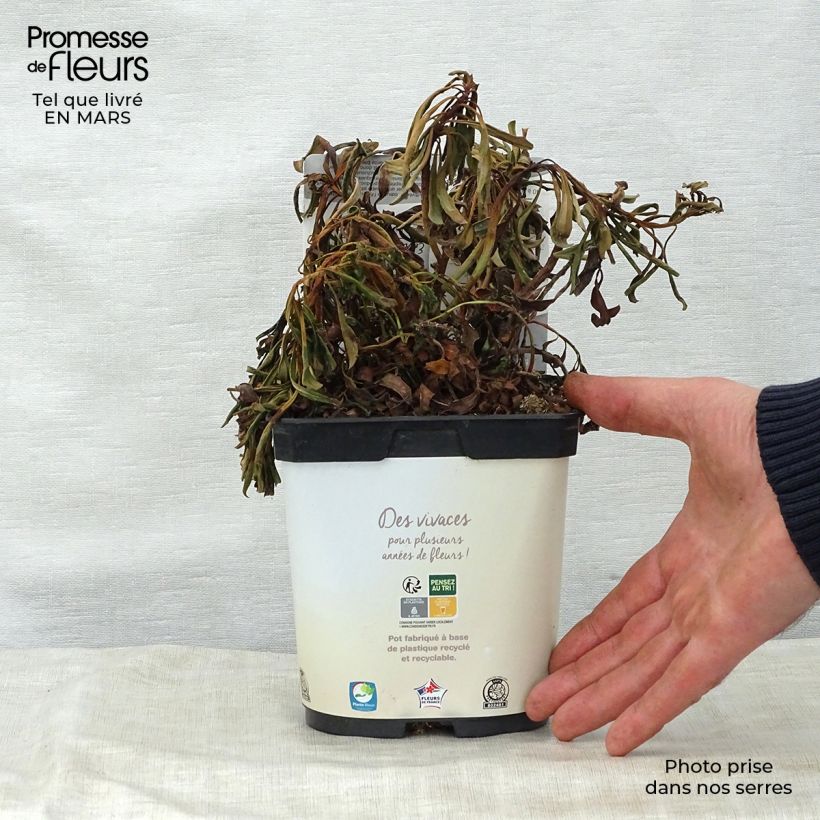 Euphorbia amygdaloides Purpurea - Spurge 2L/3L pot sample as delivered in spring