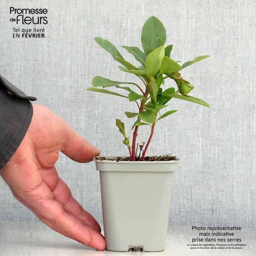 Euphorbia amygdaloïdes var. robbiae - Spurge 8/9 cm pot sample as delivered in winter