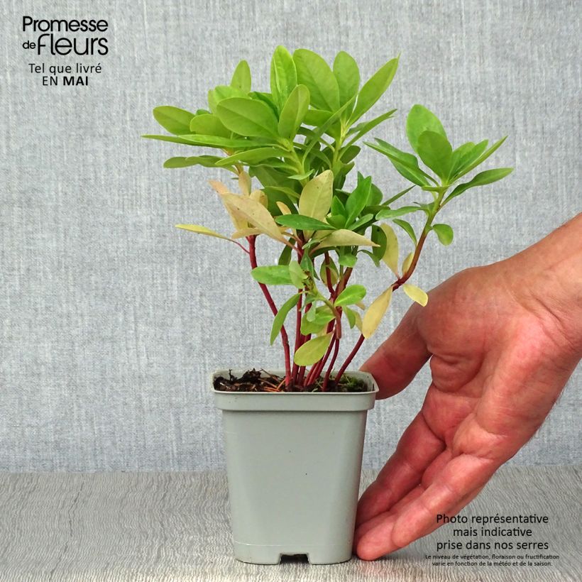 Euphorbia amygdaloïdes var. robbiae - Spurge 8/9 cm pot sample as delivered in spring