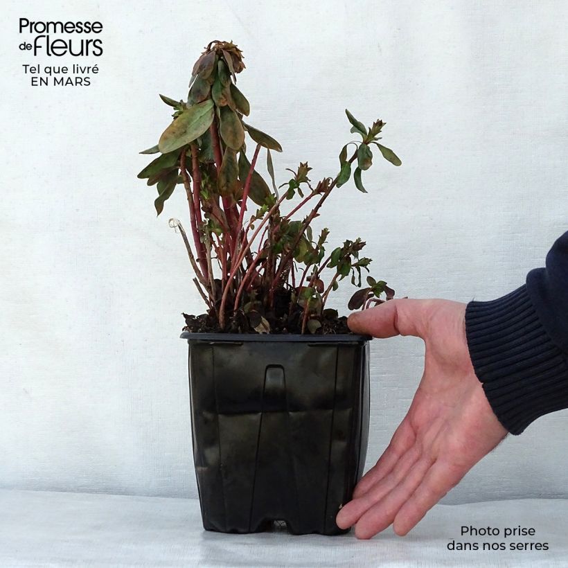 Euphorbia amygdaloïdes var. robbiae - Spurge 2L/3L pot sample as delivered in spring