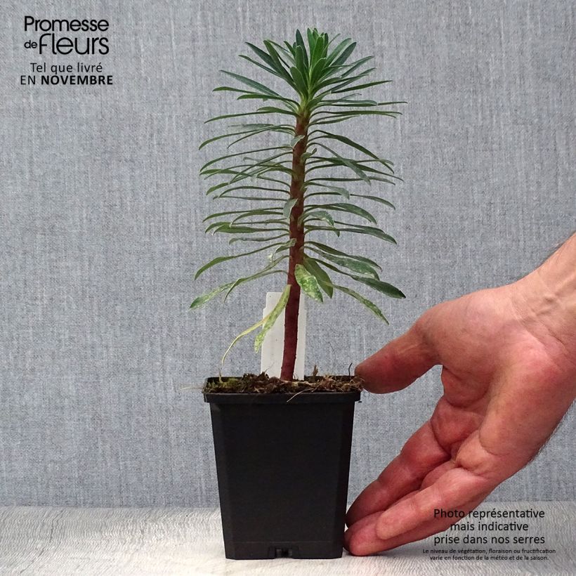 Euphorbia characias Black Pearl - Spurge 8/9 cm pot sample as delivered in autumn