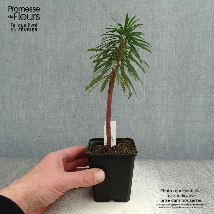 Euphorbia characias Black Pearl - Spurge 8/9 cm pot sample as delivered in winter